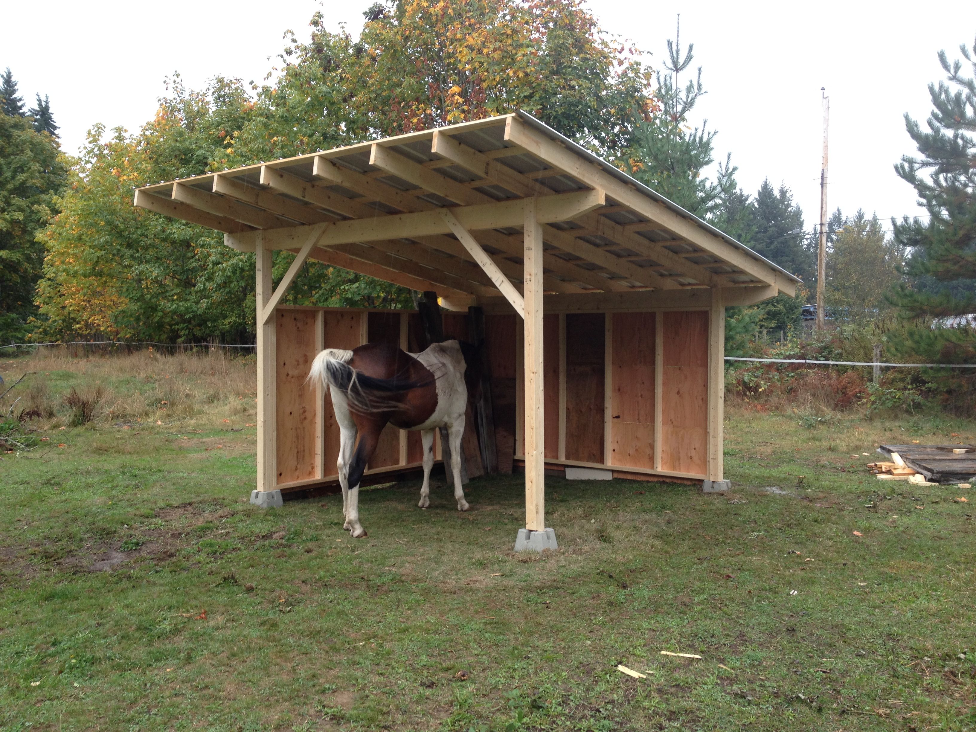 How To Get A Horse To Shed Faster At Charles Gonzalez Blog